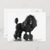 Schitterend, getrimd, zwart, compleet poebellichaa briefkaart (Voorkant / Achterkant)