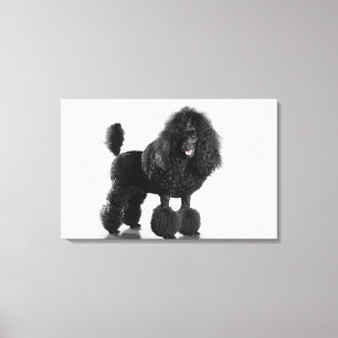 Schitterend, getrimd, zwart, compleet poebellichaa canvas afdruk