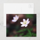 Schitterend hout Anemone Vloer Briefkaart (Voorkant / Achterkant)