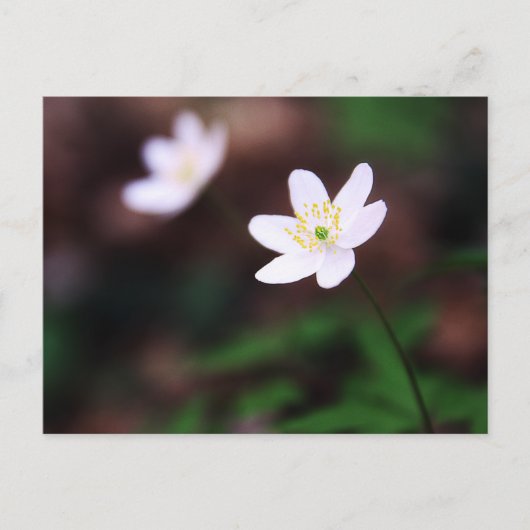 Schitterend hout Anemone Vloer Briefkaart (Voorkant)
