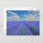 Schitterend landschap van lavendervelden briefkaart (Voorkant / Achterkant)