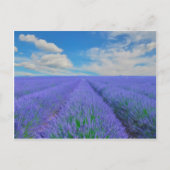 Schitterend landschap van lavendervelden briefkaart (Voorkant)