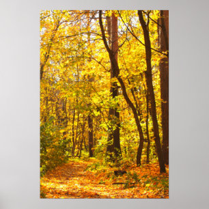 Schitterend landschap - weg in het herfstbos poster