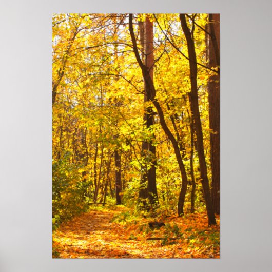 Schitterend landschap - weg in het herfstbos poster (Voorkant)