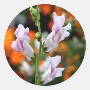 Schitterend ontwerp van Snapdragon Ronde Sticker