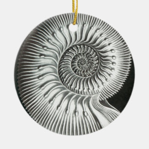 Schitterend opbergvak voor ammoniëtisch afbeeldin keramisch ornament