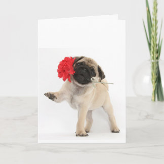 Schitterend Pug Puppy met Rode Anjer Feestdagen Kaart