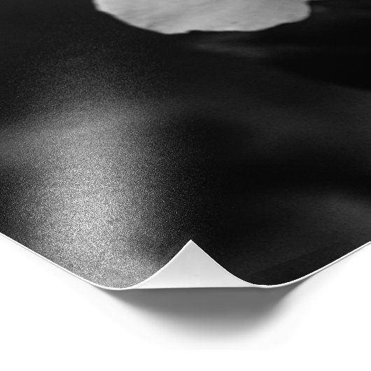 Schitterend Roos in de zwarte en witte ventilator Foto Afdruk (Hoek)