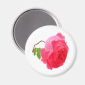 Schitterend roos met geweldige roze kleuren en reg magneet (Voorkant / Achterkant)