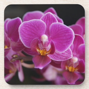 Schitterend roze phalaenopsis Orchid Blooming Drankjes Onderzetter