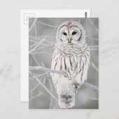 Schitterend wit ontwerp voor de sneeuwknol briefkaart (Voorkant / Achterkant)