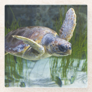 Schitterend Zee Schorrelschoppen Glazen Onderzetter