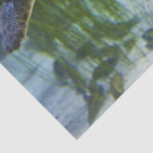 Schitterend Zee Schorrelschoppen Tissuepapier (Detail)