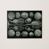 Schitterend zwart-wit cystoïde fossielen afbeeldin legpuzzel (Horizontaal)