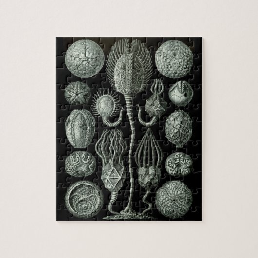 Schitterend zwart-wit cystoïde fossielen afbeeldin legpuzzel (Verticaal)