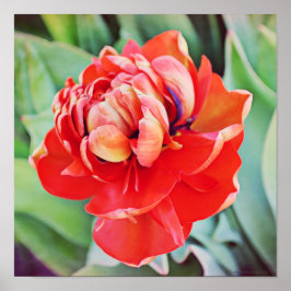 Schitterende dubbelzijdige fotografische printplaa poster