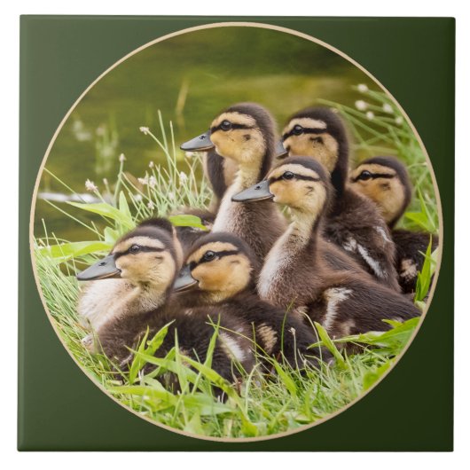 Schitterende ducklings tegeltje (Voorkant)