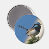 Schitterende Fairy Wren Magneet (Voorkant / Achterkant)