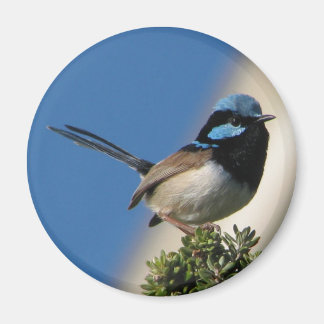 Schitterende Fairy Wren Magneet
