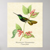 Schitterende Hummingbird Art Print (Voorkant)