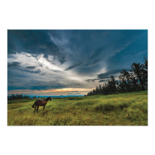 Schitterende paard- en landschapsfoto foto afdruk