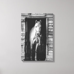 Schitterende paarden, boerderijdieren B&W Canvas Afdruk