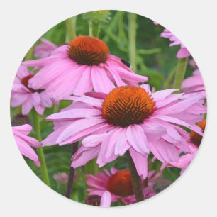 Schitterende roze echinacea florale afdruk ronde sticker