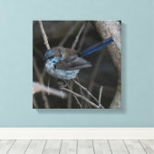 Schitterende sprookjesachtige vogel Australië Canvas Afdruk (Insitu (Houten vloer))