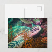 Schitterende Zeeen, schildpadden en Planten Briefkaart (Voorkant / Achterkant)