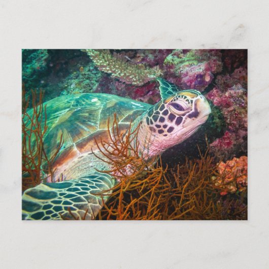 Schitterende Zeeen, schildpadden en Planten Briefkaart (Voorkant)
