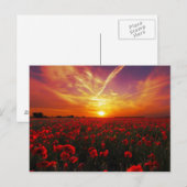 Schitterende zonsondergang op papaver briefkaart (Voorkant / Achterkant)