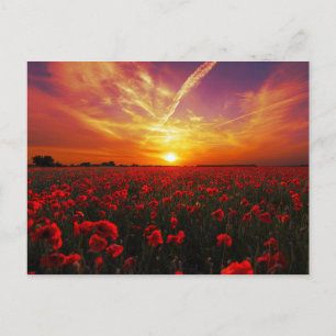 Schitterende zonsondergang op papaver briefkaart
