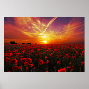 Schitterende zonsondergang op papaver poster