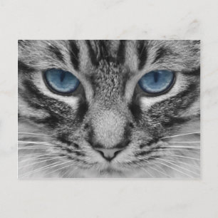 Schitterig blauw kattenportret briefkaart