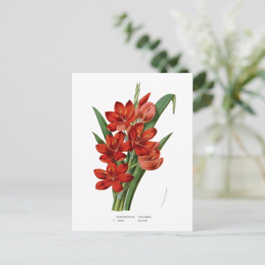 Schizostylis coccinea (Kaffir lily) Briefkaart (Staand voorkant)