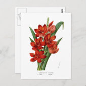Schizostylis coccinea (Kaffir lily) Briefkaart (Voorkant / Achterkant)