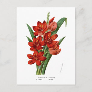 Schizostylis coccinea (Kaffir lily) Briefkaart