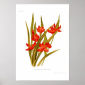 Schizostylis coccinea (Kaffir lily) Poster (Voorkant)