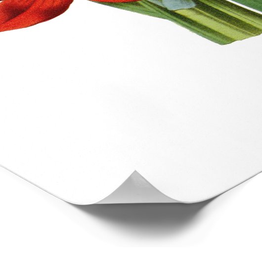 Schizostylis coccinea poster (Hoek)