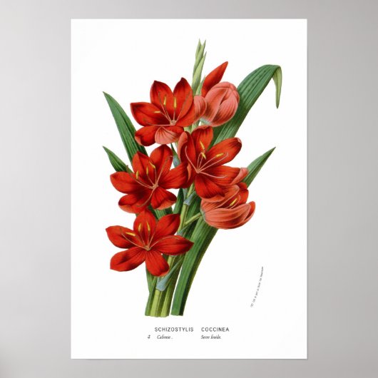 Schizostylis coccinea poster (Voorkant)