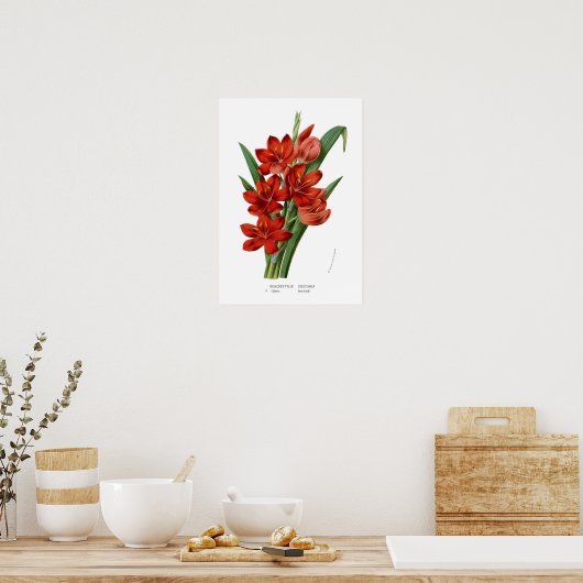 Schizostylis coccinea poster (Keuken)