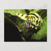 Schlobber Briefkaart (Voorkant)