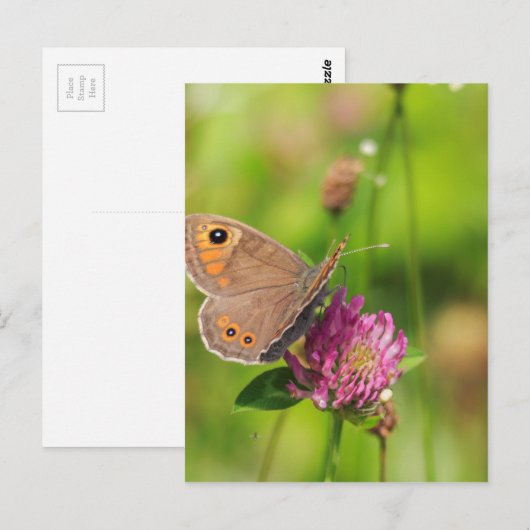 Schmetterling Briefkaart (Voorkant / Achterkant)