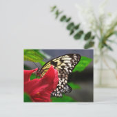 Schmetterlinge Briefkaart (Staand voorkant)