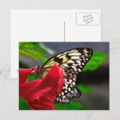 Schmetterlinge Briefkaart (Voorkant / Achterkant)