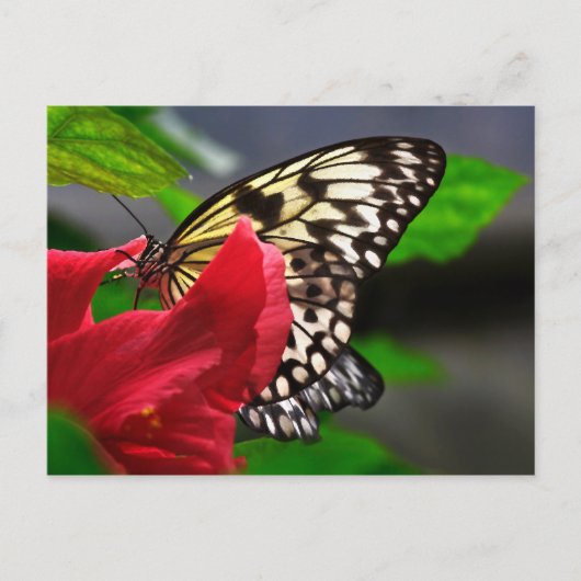 Schmetterlinge Briefkaart (Voorkant)