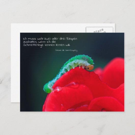 Schmetterlinge sekip briefkaart (Voorkant / Achterkant)