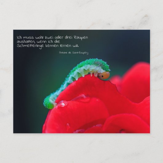 Schmetterlinge sekip briefkaart (Voorkant)