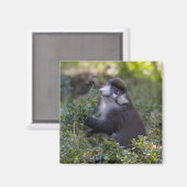 Schmidt's spotneus aap magneet (Voorkant / Achterkant)