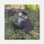 Schmidt's spotneus aap magneet (Voorkant)